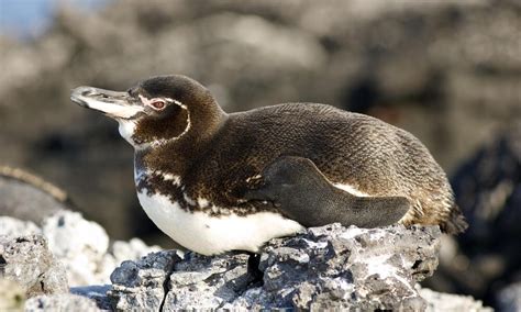 Galápagos Penguin Species Wwf