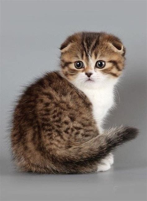 Scottish Fold Kitten Cute And Cuddly Pinterest