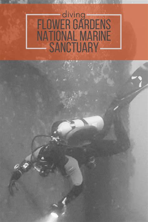 Diving the flower gardens banks national marine sanctuary. Diving the Flower Gardens National Marine Sanctuary ...