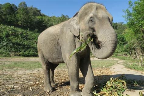 ¿qué Comen Los Elefantes Alimentación Y Curiosidades