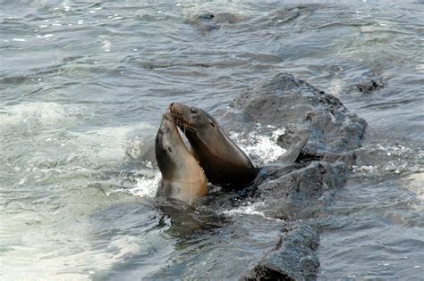 Free Images Seals Vertebrate Sea Lions Pacific Ocean Harbor Seal