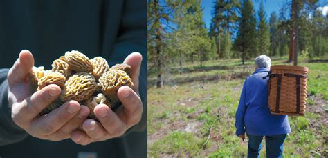 Foraging from the Forest Floor: A Life in Mycology | Edible Idaho