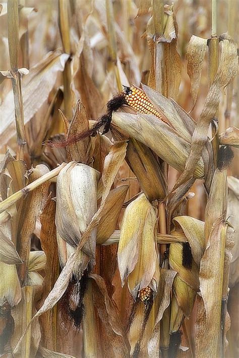 corn photograph illinois harvest by toni abdnour fine art america harvest artist