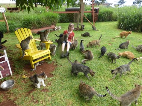 The Lanai Cat Sanctuary Saves Cats Protects Birds And Offers A