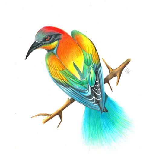 Discover More Than Bird Of Paradise Sketch Best Seven Edu Vn