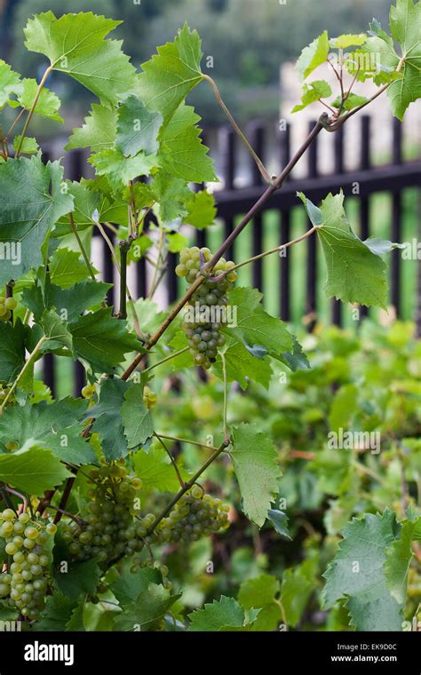 White Grape Vine Stock Photo Alamy