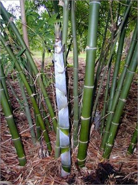 Male Bamboo Bamboo Australia Sunshine Coast