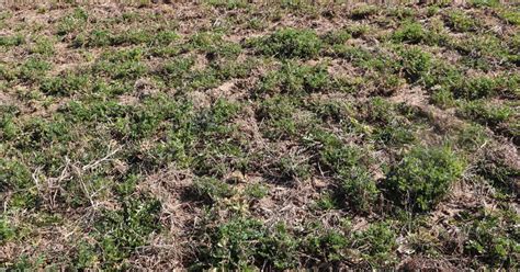 How Is Your Alfalfa Stand Looking Field Crop News