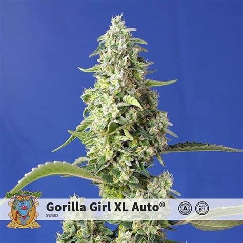 Gorilla Girl Xl Auto Sweet Seeds Semillas De Marihuana Zamnesia