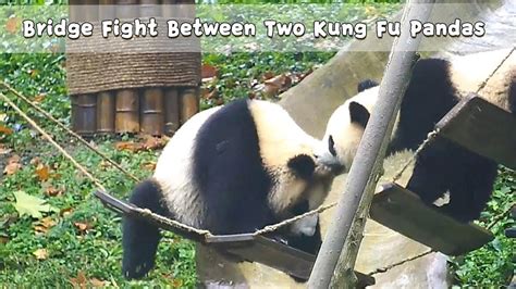 Bridge Fight Between Two Kung Fu Pandas Ipanda Youtube