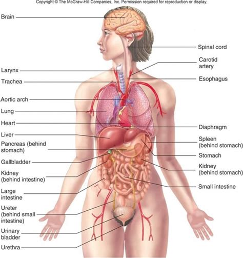 These organs differ in size, shape, location and function. Where are the kidneys situated in the body? - Quora