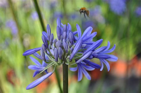 Why kids need special protection from ai's influence karen haoseptember 17, 2020 mit technology review Agapanthus 'Loch Hope' (bladverliezend) | Agapanthuskwekerij