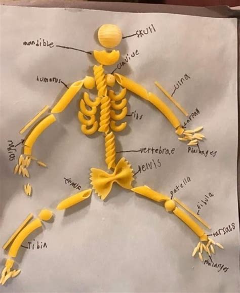 Pasta Human Skeleton Anatomie Lernen Anatomie Lustig