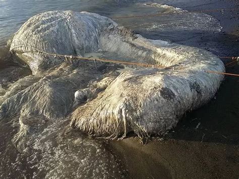 Mysterious Hairy Sea Creature Dubbed A Globster Washes Up On Beach As