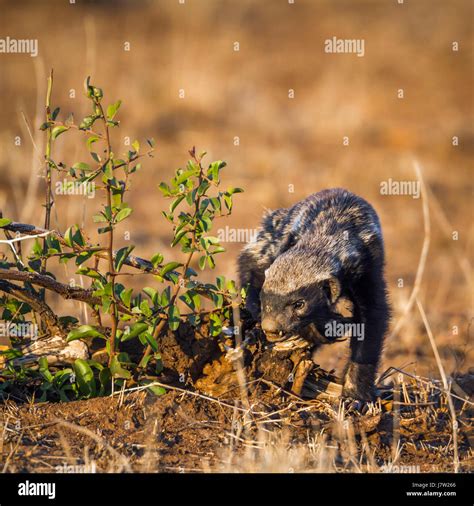 Honey Badger In Kruger National Park South Africa Specie Mellivora