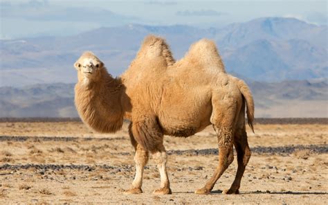 Camel Wallpaper 62 Pictures