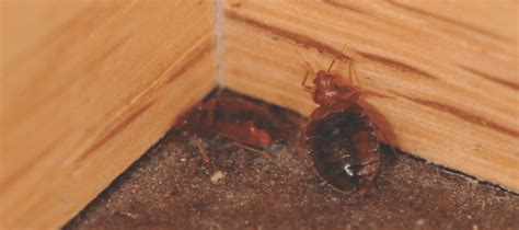 Bed Bug Feces And Other Signs Of An Infestation Abc Blog