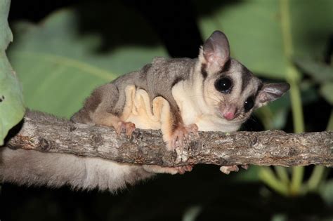 It will climb on you at night, but as you move your hand or arm it will jump off back into cage. The sugar glider is actually three species