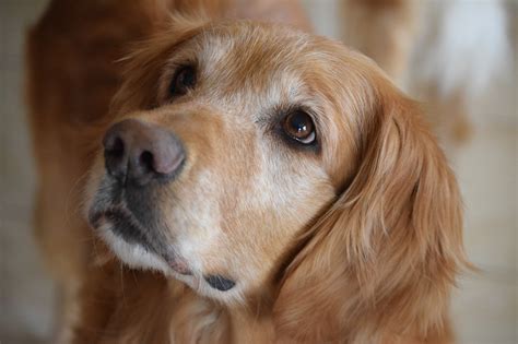 Red Eye In Golden Retrievers: Causes, Symptoms & Treatment