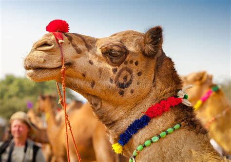 Camello Adornado En La Feria De Pushkar La India Foto De Archivo