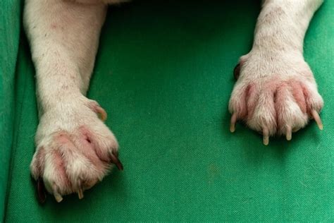 How To Treat A Fungal Toenail Infection In Dogs Tutor Suhu