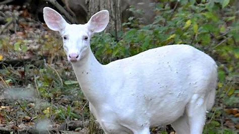 Rare Blue Eyed Albino Deer Spotted In Michigan Park The