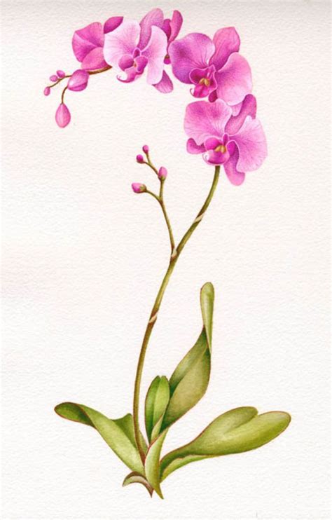 Orchids Painting Orchid Drawing Flower Drawing