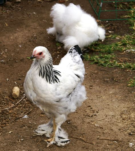 Female Pullets Light Brahma Chickens Backyard Chickens