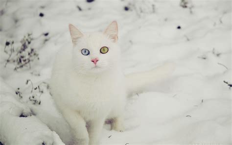 22 White Cat Wallpaper Hd Furry Kittens