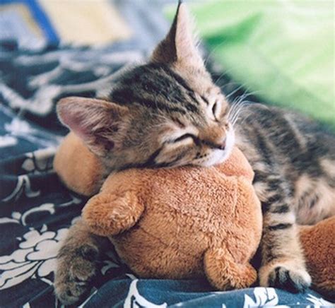 ️ Sleepingkitten Baby Animals Cute Animals Kittens