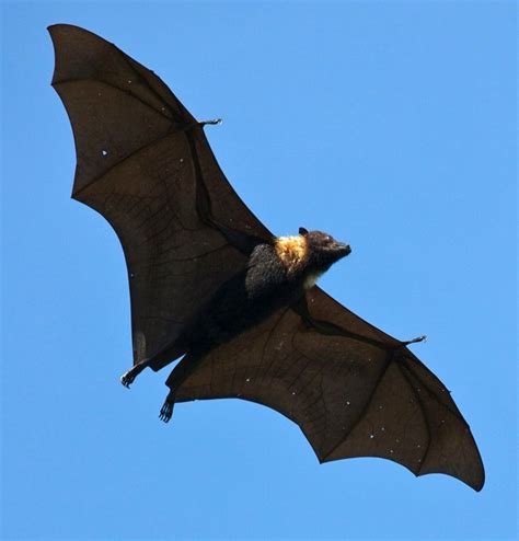 Bat Infestation Internachi®