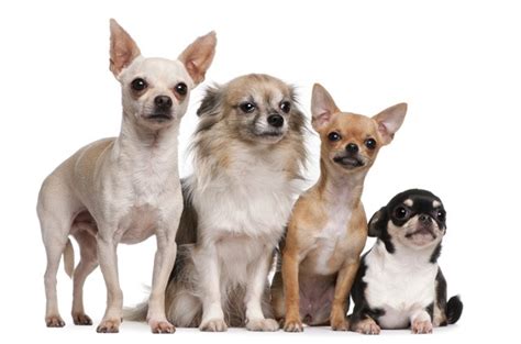 Chihuahua Dog Breed Information Characteristics And Facts