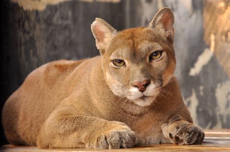 Maybe you would like to learn more about one of these? Schwarzer Puma - Bilder und Stockfotos - iStock