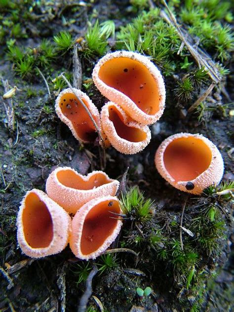 Sarcoscypha Coccinea Stuffed Mushrooms Mushroom Fungi Fungi