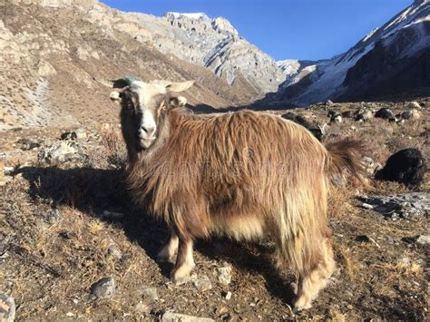 Goats In Muktinath Valley In Mustang District Nepal In Winter Stock