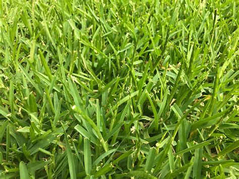 The Different Types Of Grass Seed Grass Vs St Augustine Grass Mexicali Blue