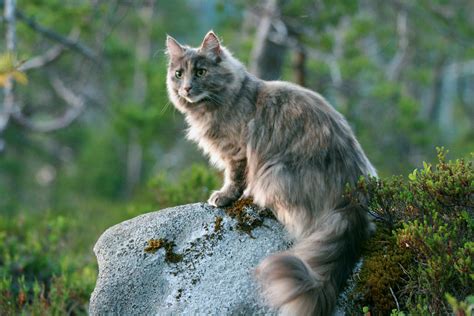 Norwegian Forest Cat Our Cat Siri A Mixed Race Cat But T Flickr