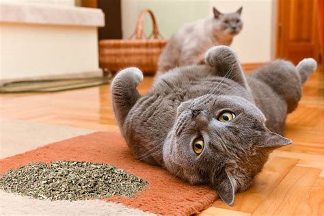 The occasional use of catnip is safe and recommended as a lifestyle enhancer by feline experts and behaviorists. Cat Crack Catnip, Premium Safe Nip Blend for Cats, Infused ...