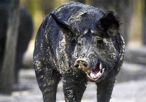 Feral Hogs Are Destroying Farmers Livelihoods Can Everyone Figure Out
