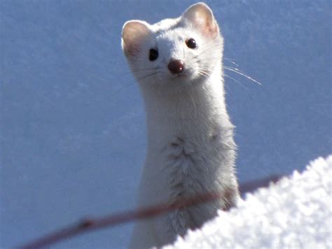 Snow Weasel A Cropped Reposting Of The Long Tailed Weasel Flickr