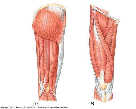 Proximal Anterior Thigh Diagram Quizlet