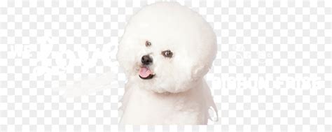 79 Bichon Frise Raza De Perro L2sanpiero