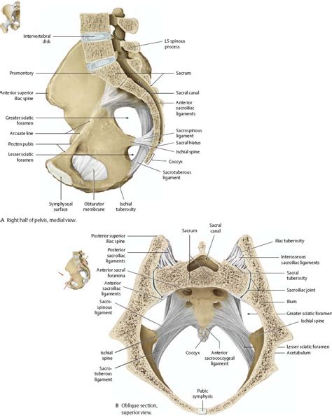 Pelvic Anatomy Ligaments Female Pelvis Model With Ligaments H202