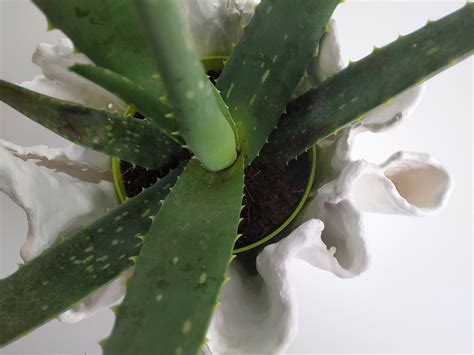 Handmade Aloe Vera Plant Modern White Planter Mom Plant Pot Etsy
