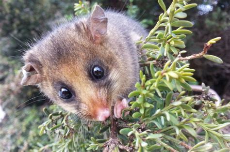 Endangered Mountain Pygmy Possum News La Trobe University