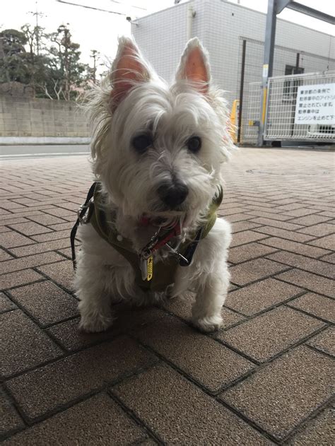 A Small White Dog Standing On Top Of A Brick Floor