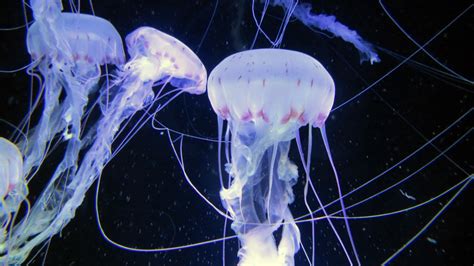 Free Images Drive Jellyfish Invertebrate Marine Life Aquarium