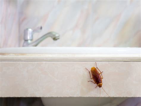 What Attracts Cockroaches To A Clean House Cockroach Prevention