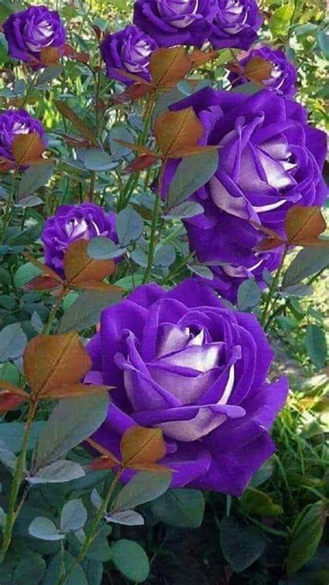 Purple Roses Are Blooming In The Garden
