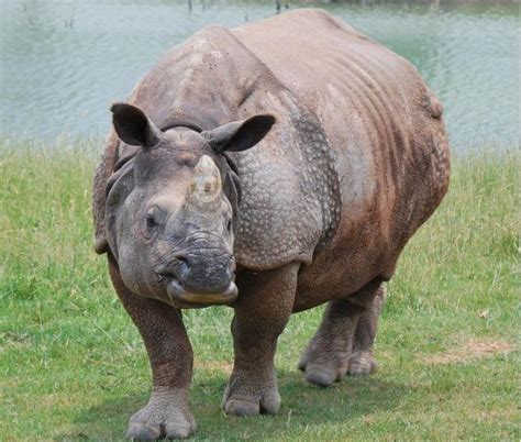 One Horned Rhino Facts For Kids Wild Life And Nature Kinooze